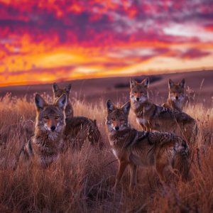 Stockcake coyote pack sunset 1749135949