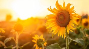 Stockcake sunlit sunflower bloom 1750083250