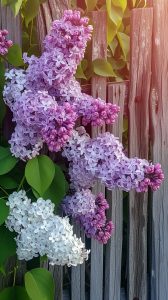 Stockcake lilac blooms fence 1742692512