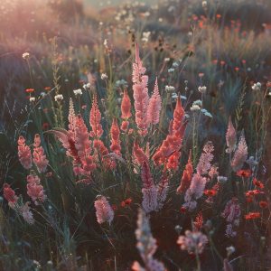 Stockcake blooming wildflowers sunset 509543 standard