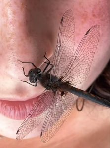Dragonfly girl