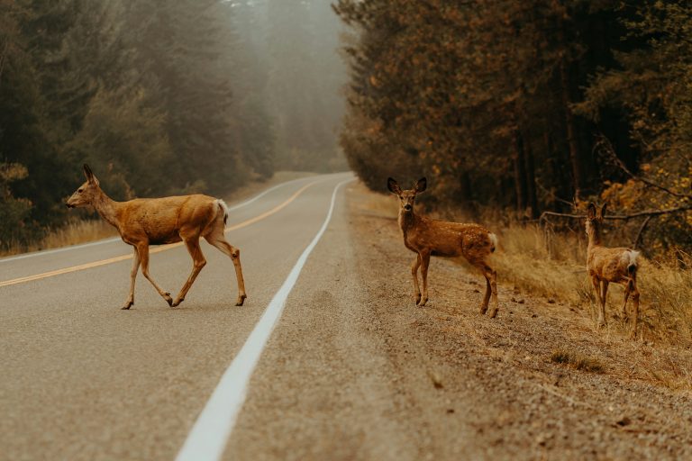 Emmanuel munoz zRp7 vLJbYI unsplash