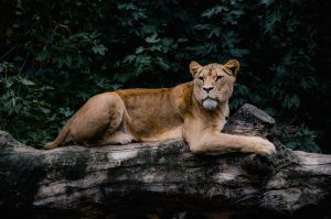 Mike van den bos gszvu4ZVWi0 unsplash