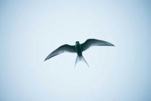 Nico meier YQowAT4WV5w unsplash