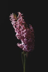 Oscar helgstrand mKsHZbMbe2I unsplash