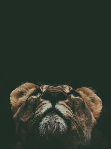 Prince david MMKAbQPIXg8 unsplash