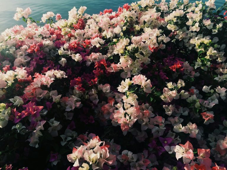 Max komthongvijit GQPCerY1IG8 unsplash
